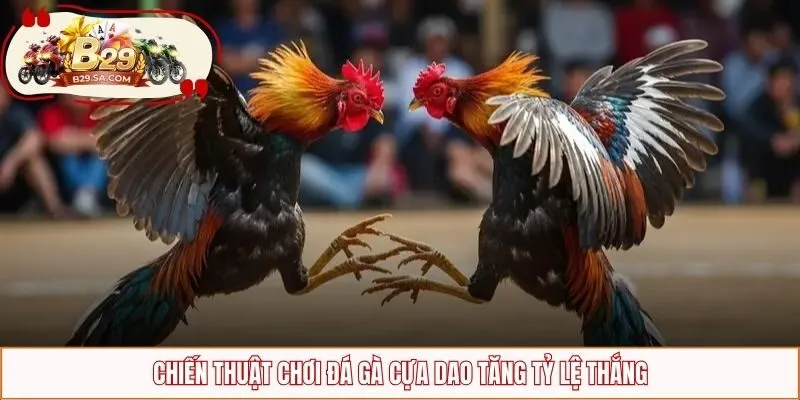 Chiến thuật chơi đá gà cựa dao tăng tỷ lệ thắng