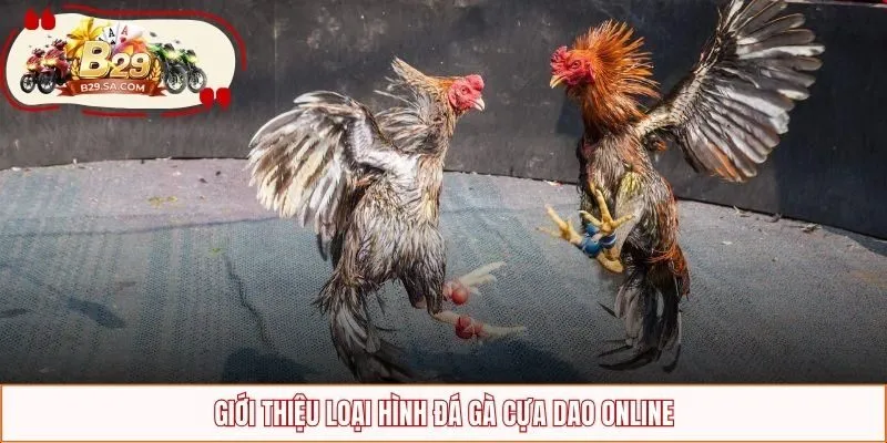 Giới thiệu loại hình đá gà cựa dao online